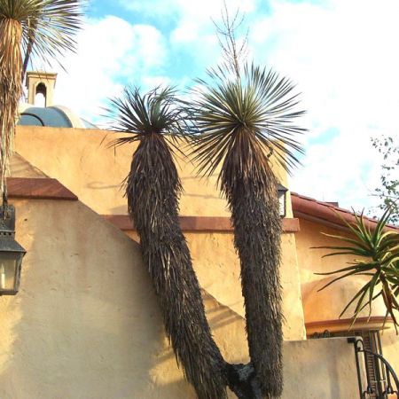 Yucca elata sau Arborele de sapun